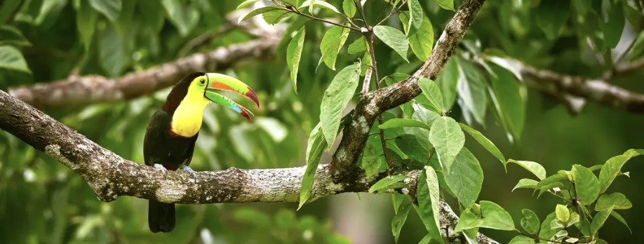 Gamboa — Panamá