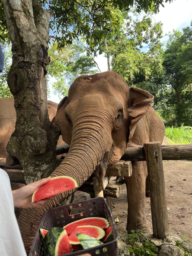 Chiang Mai — Tailandia